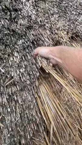 Valley repair #thethatchingguy #repair #reed #transformation #satisfying #fyp #foryou