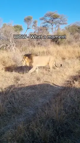 WOW - crazy moment as this Male Lion walks straight past our vehicle while on Safari this past week#wildlife #wildlifesafaris #nature #africansafaris #southafrica #foryou #lion