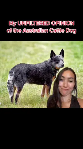 And would I own one? yes 😂 Should the average pet owner? No. #dogbreeds #australiancattledog #acd #blueheeler #redheeler #heeler #queenslandheeler #dogs #dog #pet #pets #dogsoftiktok #australian #dingo #ranchdog #farmer #dogowner #reactivedog #duet