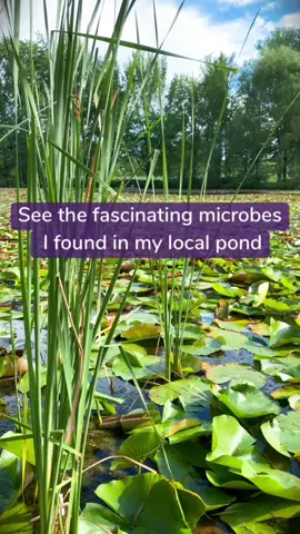 Which one is your favourite? 🥰 Clip 1 and clip 2 show the biodiversity in a single drop of this pond water; the big round spheres are colonial green algae called Volvox, I’ll make a post about them very soon! You can also see tons of rotifers and micro crustaceans called Copepods that are just like Plankton in SpongeBob! Clip 3 shows one of these planktonic rotifer called Plationus with two eggs attached to it! Rotifers  also known as “Wheel Animals”, are some of the smallest animals on this planet and get their name from the ciliated crowns located on their head, a characteristic structure used for both locomotion and gathering food particles.Clip 4 shows a flatworm bearing endosymbiotic green algae! Flatworms can be found in almost every colour; from white to red, bluish, yellow, brown, black and in this case even green! In exchange for protection against predators, shelter and a well suited environment, the photosynthetic algae give their host part of the sugars they’re able to synthesize using energy from sunlight! Clip 5 shows a unicellular organism called Pseudomonilicaryon, a beautiful ciliate which is also a predator of smaller cells. Clip 6 shows one of my all time favourites, a colonial green algae named Volvox! They are largely used for developmental biology and to study the transition from single cells to multicellular forms of life, just like Gonium colonies I posted two weeks ago! All videos were taken with my iPhone mounted on a Motic BA310E microscope with an @ilabcam adapter 🔬 References:Adam, M. C. M., & Balzer, I. (2001). Algal Symbiosis in Flatworms. In Symbiosis (pp. 559-574). Springer, Dordrecht.De Paggi, S. B. J., Wallace, R., Fontaneto, D., & Marinone, M. C. (2020). Phylum Rotifera. Thorp and Covich’s Freshwater Invertebrates, 145–200.Umen, J.G. Volvox and volvocine green algae. EvoDevo 11, 13 (2020) #microscope #fypシ゚viral #fyp #life #earth #planetearth #nature #science #scienceismagic #scientist #biology #biologia #microscopio #scienceexperiments #biologist #microscopy #environment #pond #fypシ #fypage #hike #mtl #mtltiktok