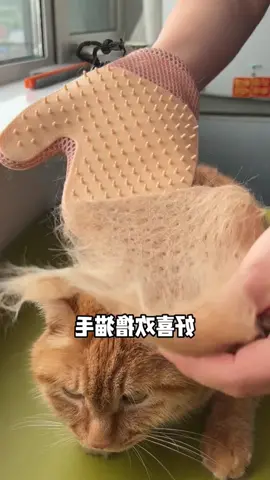 #foryou #tiktokcats #pet #funny #pethaireverywhere #catsoftiktok #petcare #pettools #petcat #cates #meowmeow #fyp
