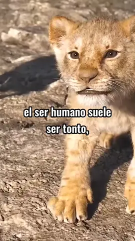 #motivacion #frases #fypシ #lion #reflexion