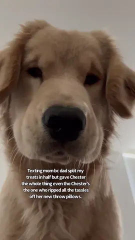 We have some business to address. #puppiesoftiktok #cutedog #texting