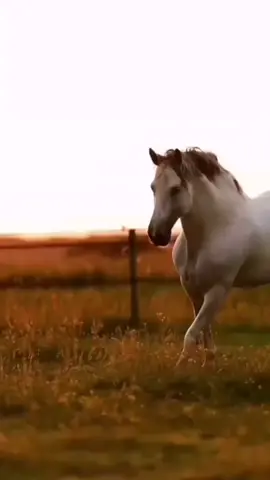 #الخيل الخيل تجري على مساويها