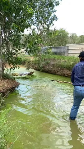 Big Croc “Fordo” getting a little keen for a feed #wildanimals #wild #crocodile #croc