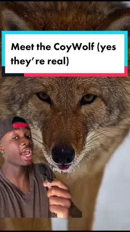 Replying to @thatfoo_overthere  Fun fact, the eastern coyote is actually part wolf, thats why they’re bigger than western coyotes #coyote#wolf#dog#LearnOnTikTok#moreyouknow