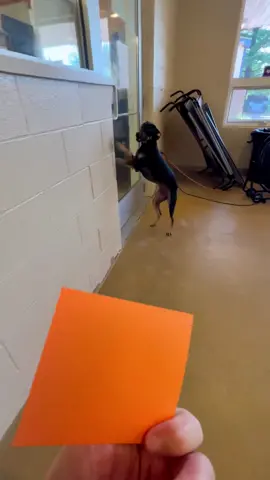 Archer is on hold to be adopted!! #fyp #foryou #dogvideo #dog #rescuedog #shelterdog #dogadoption