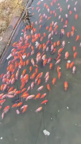 #goldfish #ranchu #tropicalfish #aquarium #aquatic #pet #aquapet #水族館 #热带观赏鱼 #金鱼 #兰寿