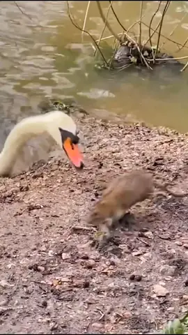 #wildanimals #animals #foryou #fyp