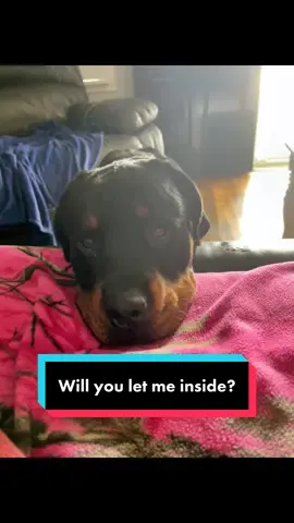 Are you gonna let me in? 😇 #rottweilersoftiktok #dogsoftiktok #pets #puppiesoftiktok #rottiepuppy