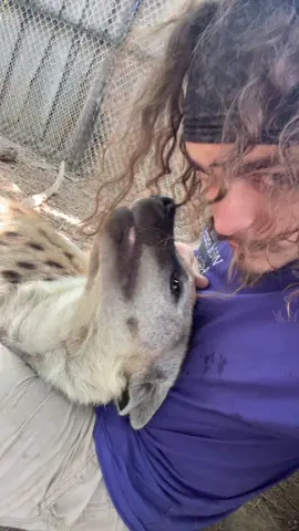 Sweet sweet Malachi #hyena #beatthestigma #BigInkEnergy #Love #animals #spottedhyena