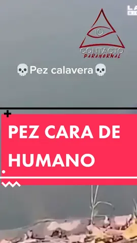 El pez que aparece en las imágenes es un tipo de carpa oriental, llamada carpa fantasma (Ghost Koi), que se puede encontrar principalmente en China y Corea, que tiene unas manchas que se asemejan mucho a la cara de un ser humano o mejor de un fantasma #colombia #terror #actiwebparanormal #ContactoExtraterrestre #ovnis #hazmeviral #viral #tendencia #foryou #foryoupage #fyp #fypage #contactoparanormal