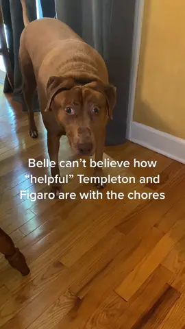#bellebows #mirrordog #dogsoftiktok