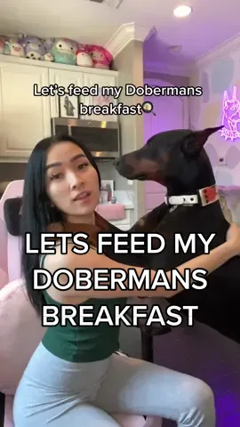 Let’s feed my Dobermans breakfast🍳 they’re both healthy dogs and are both at a food weight! Let me know what kind of feeding videos you guys want to see✨ #doberman #foryou #fy #fyp #dog