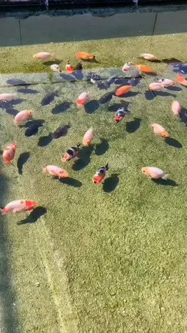 #goldfish #ranchu #aquarium #tropicalfish #aquapet #aquatic #水族館 #热带观赏鱼 #金鱼 #兰寿