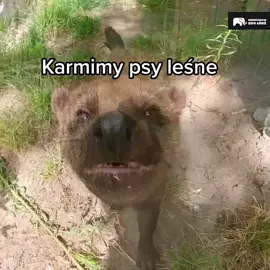I nagrywamy😀 #bushdog  #dogs  #dog