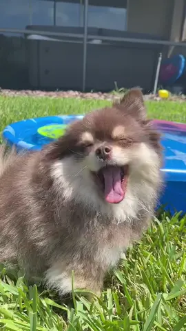 Poor Suki😭💔Should I ground Stella for this??? #dogsoftiktok #pool #foryoupage