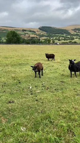 😂 no sheep were harmed in the making of this video #fyp #fypシ #sheep #cough #peakdistrict #baa #sheepoftiktok #peakdistrictnationalpark #NatWestWhatYouWaitingFor #funny