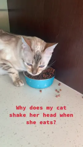 Why? Why does she shake her head when she eats? She throws her kibble everywhere! #bengalcat #fyp #catsoftiktok #cats #catmom