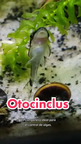 otocinclus, controlador de algas totalmente comunitario #parati #viral #fyp #pecestropicalescopiapo #acuarofilia #pecera #acuario #pecesitos #chile #copiapochile🇨🇱