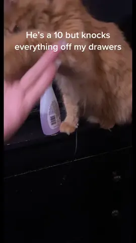 I never get genuine videos of him doing it cuz I’m never looking #catsoftiktok #funnycats #orangecat #viral #fyp #xyzbca