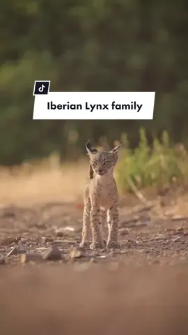 Iberian Lynx family 🐱♥️ #animals #wildlifephotography #nature