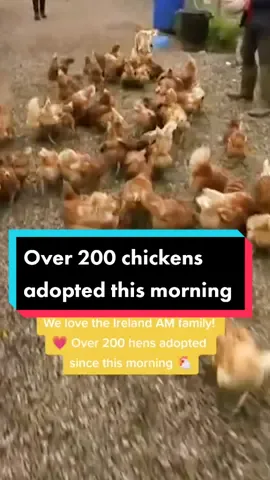 💗Over 200 hens adopted since Deric went live with Little Hill Animal Rescue in Kildare this morning. 🐔#irishtiktok #fyp #goodnews #adoptdontshop #chickens #ireland