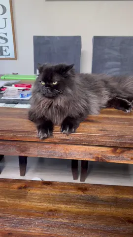 Ready for breakfast! #fluffycats #persiancat #catsoftiktok #cattok #PetsOfTikTok #blackcatsoftiktok #pnw #talkingcats