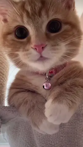 🥺    #cat#catsoftiktok #cats #catslovers #猫#猫可愛い #猫のいる暮らし