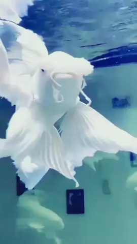 Si cantik ikan koi putih kumpay #PinterMilihTemen #fypage #fypdongggggggg #fypシ #fyp #viral #fypシ゚viral #beranda #goldfish #fish #koi #koifish