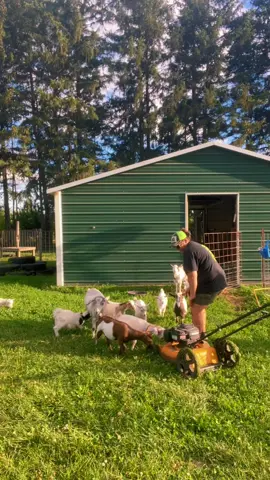 The goats dont like my lawnmower, noted. no goats were harmed in the makikg of this video.  #faintinggoatsoftiktok #faintinggoats #PetsOfTikTok #7generationfarm #leamansgreenapplebarn #oops #nowiknow #funny
