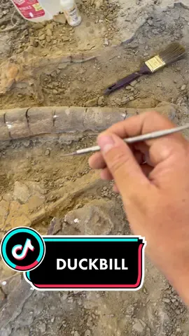DINOSAUR: Edmontosaurus bomes that I am extracting today. They are tightly pakced together so this extraction is tricky. #edmontosaurus #dinosaur #fossil #paleo #jurassic