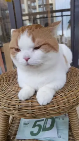 #pet#cat#foryou#fpy