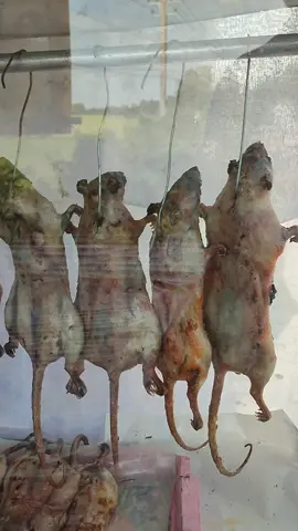 Roasted Rat in Thailand 🇹🇭 #streetfood #pakista #india #foryou #dubai
