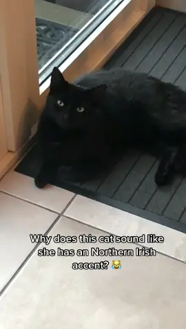 She actually does aye #fyp #ireland #irish #northernireland #irishhumour #banter #catsoftiktok #kitten #blackcat #cat #viral #blowthisup #accent #lol