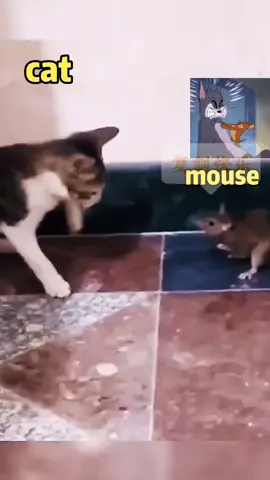 The cat slapped the mouse in the face#pet #fyp #cat #mouse