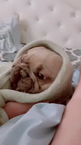 ET phone home. #et #etphonehome #phonehome #youusedtocallmeonmycellphone #comedy #funnylol #dogsfunny #dogfunny #dogfunnyvideo  #happy #Love #cute #cutebaby #cutepuppy #cutepuppies #viral #viralvideos #funny #fun #dog #dogparents #dogsoftiktok #puppiesoftiktok #puppy #puppies #puppytiktok #frenchbulldog #frenchbull #healthadepopit #dogs #doglover #happydog #happydoggie #happydoggo #cutedog #cuteness #dogvideos #dogvideosoftiktok #dogoftiktok #videooftheday #dogoftheday #fyp #fy #puppytiktok #fypシ #fypシ゚viral #fyppppppppppppppppppppppp #fypdongggggggg #foryoupage #foryoupageofficiall #foryoupage❤️❤️ #duet #duetos #duettiktok #duetwithme #duetwith #savagechallenge #savage #comedy #tiktoktrend #tiktoktrending #TikTokTrends #tiktoktrendsetter #foryou #foryoupage #foryoupageofficiall #foryourpage #foryourpagechallenge #foryourpages #foryourpageofficial #dogmom #doglife #cuteness #cuteanimals #cuteanimalsoftiktok