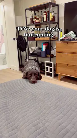 This dog has full on conversations with me #gsp #gspoftheday #gspsoftiktok #gsptilly #dog #dogmom #dogtantrum   #cute #funny #fyp #foryou #foryoupage
