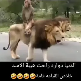 الدنيا دواره راحت هيبة الاسد خلاص  القيامه قامة 😂😂😂😂 ممكن متابعه