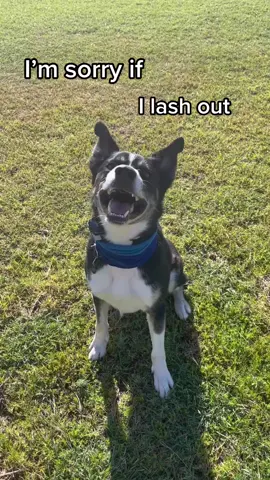 Story of Aspens life 👿😤 #husky #DogTraining #vent
