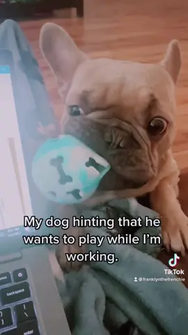 My dog hinting that he wants to play. 😂 #happy #Love #cute #cutebaby #cutepuppy #cutepuppies #viral #viralvideos #funny #fun #dog #dogparents #dogsoftiktok #puppiesoftiktok #puppy #puppies #puppytiktok #frenchbulldog #frenchbull #healthadepopit #dogs #doglover #happydog #happydoggie #happydoggo #cutedog #cuteness #dogvideos #dogvideosoftiktok #dogoftiktok #videooftheday #dogoftheday #fyp #fy #puppytiktok #fypシ #fypシ゚viral #fyppppppppppppppppppppppp #fypdongggggggg #foryoupage #foryoupageofficiall #foryoupage❤️❤️ #duet #duetos #duettiktok #duetwithme #duetwith #savagechallenge #savage #comedy #tiktoktrend #tiktoktrending #TikTokTrends #tiktoktrendsetter #foryou #foryoupage #foryoupageofficiall #foryourpage #foryourpagechallenge #foryourpages #foryourpageofficial #dogmom #doglife #cuteness #cuteanimals #cuteanimalsoftiktok