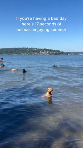 Hot Animal Summer #traveltok #seattletiktok #lakelife