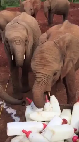 Waste not, want not. Everyone’s had their fill, but there’s an opportunity to take advantage of a spillage. These rescued orphan #elephants do love their special formula milk. You can help provide it via website wishlist #elephants #animalrescue #animals #fyp #milk #spillage #kenya