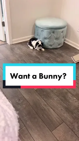 I wonder where the term ‘dust bunny’ came from 🧐 #dustbunny #bunnytok #rabbittok #buntok #bunmom #hollandlop #blackandwhite #furrypets #cuteanimals #sheddingseason #sheddingseasonofrabbit #hairsituation #bunnyandcat #catandbunny #denzelandleo#singingtexttospeech