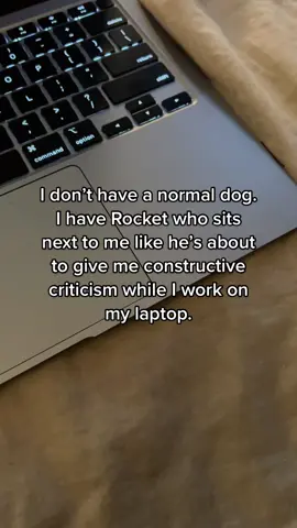 Lol i love this trend #frenchiesoftiktok #frenchie #frenchbulldog #PetsOfTikTok #dogsoftiktok #dog #funny #foryou