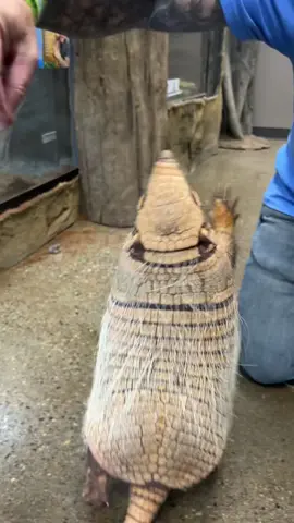 Brillo is such a good boy, love this armadillo! #animals #armadillo