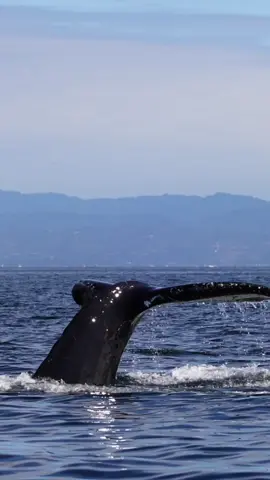 @oceanicexpeditions A massive Humpback going deep.#seemonterey #whalewatching #boat #whale #tail #fluke #humpbackwhale #breach #jump #fly #low #high #news #media #wildlife #montereycalifornia #coast #cali #sunset