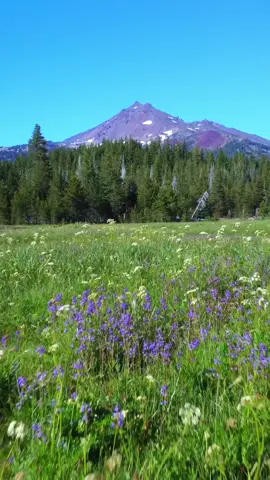 Loving these mountain meadows 😍 #meadow #meadows #flower #flowers #grass #mountain #landscape #nature #naturetok #naturevibes #godisgood #natureismytherapy #peace #peaceful #relax #relaxation #calm #calming