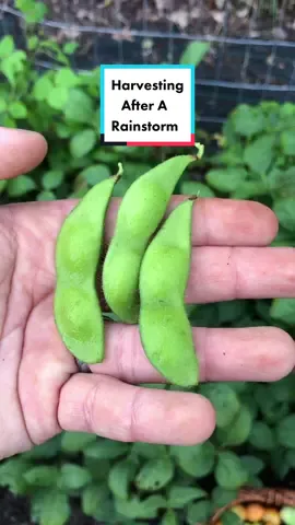 Harvesting after a rainstorm #peaceful #vegetable #harvest #basket #berries #strawberry #tomato #soy #cucumber #garden #gardentok #garden101 #gardentips #gardening #gardeningtok #gardening101 #gardeningtips #Homestead #homesteadtok #homesteadlife #homesteading #farm #farmtok #farmlife #wholesome #positive #vibes #plants #greenthumb #victorygarden #veggiepatch #berrypatch #growagarden #growfood #growfoodnotlawns #comealong #comealongwithme  #fyp #fypage #foryou #foryoupage #viral