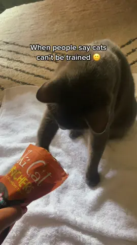 Polite with manners bc this is a mexican household 😌😂 #catsoftiktok #cattraining #onlychild